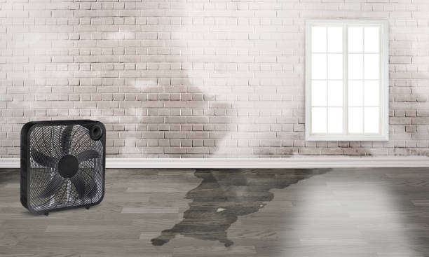 Best Water damage cleanup near me  in Dixon, IL